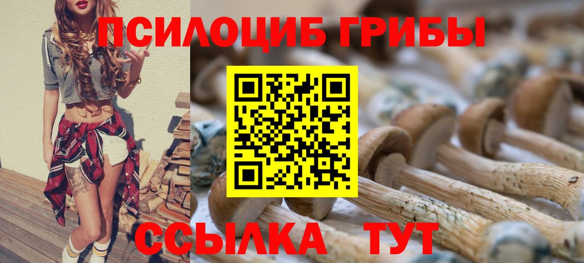 Баксан  Галлюциногенные грибы Psilocybine cubensis  Вход с VPN 